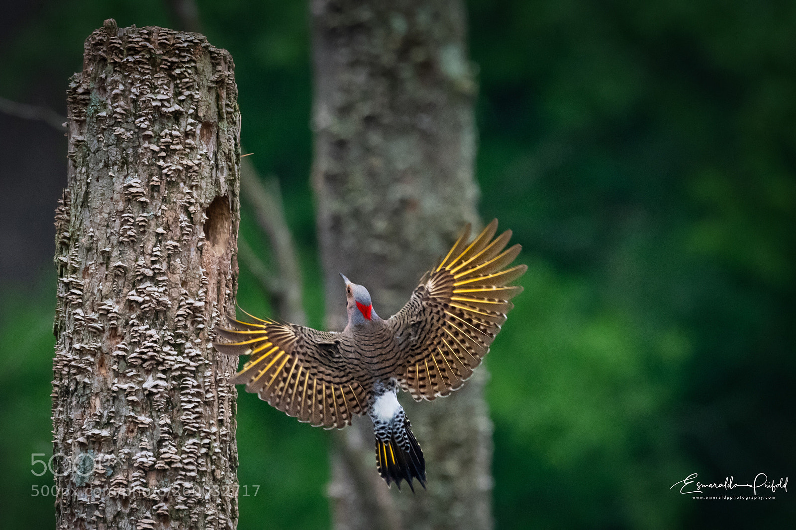 Nikon D500 sample photo. Northern flicker approaching the photography