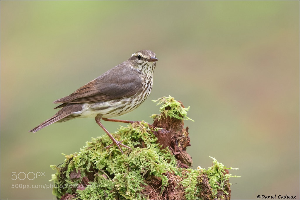 Canon EOS 7D Mark II sample photo. Northern waterthrush photography
