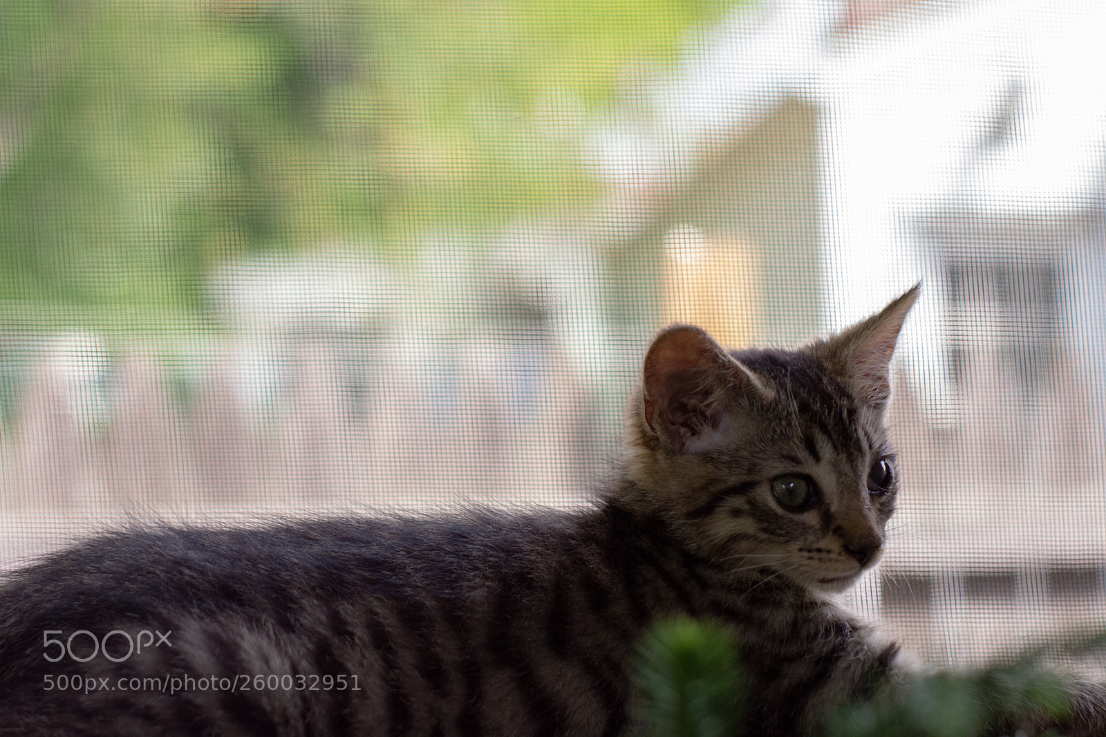Nikon D7200 sample photo. Backyard hunter photography