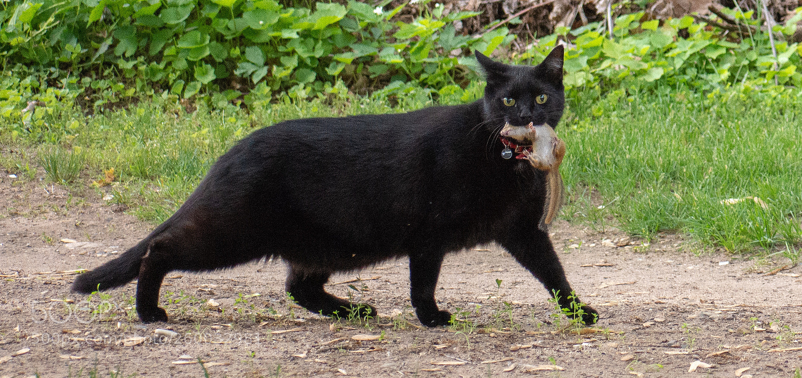 Nikon D7200 sample photo. Backyard hunter photography