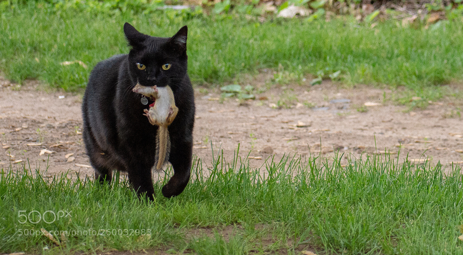 Nikon D7200 sample photo. Backyard hunter photography
