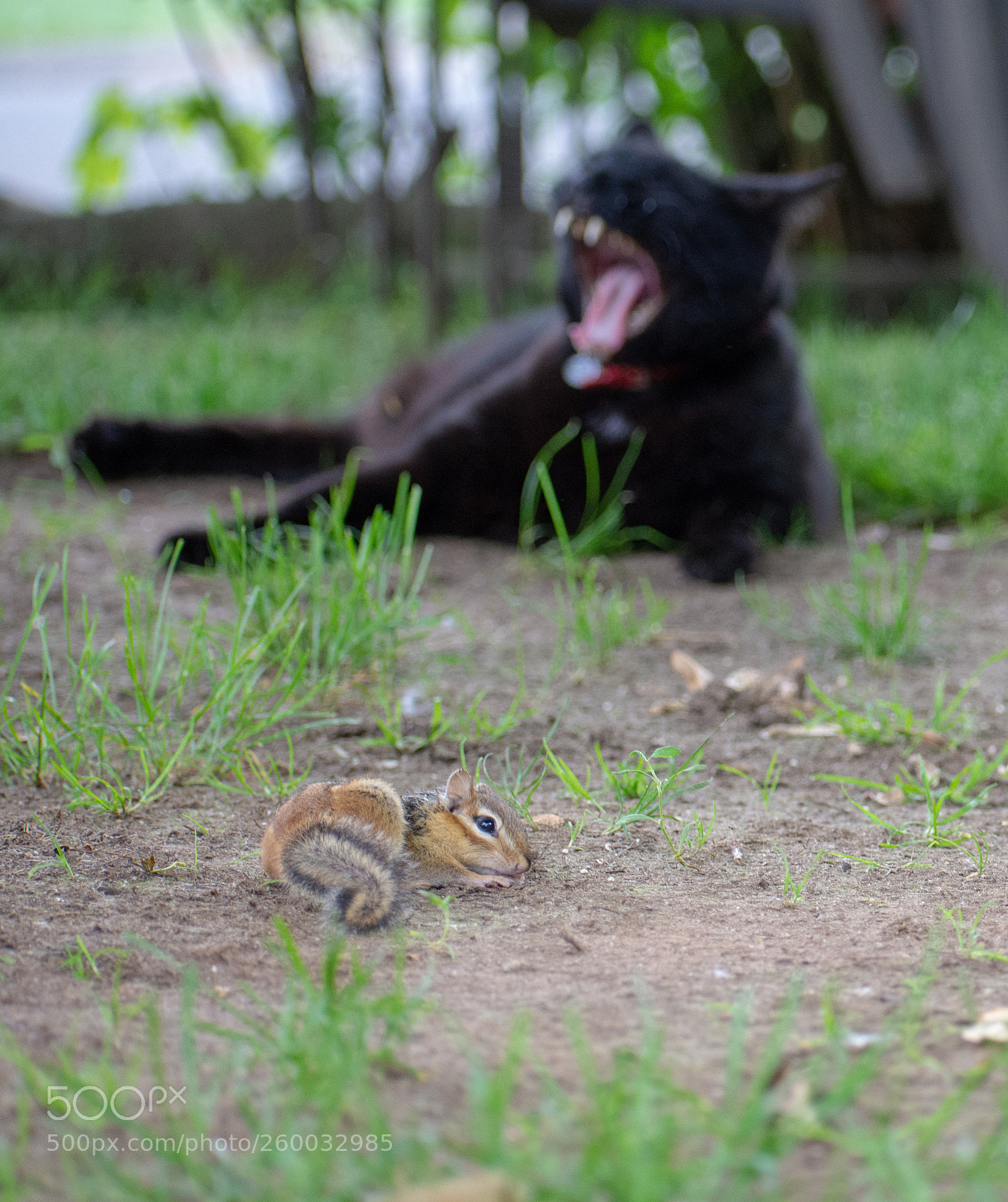 Nikon D7200 sample photo. Backyard hunter photography