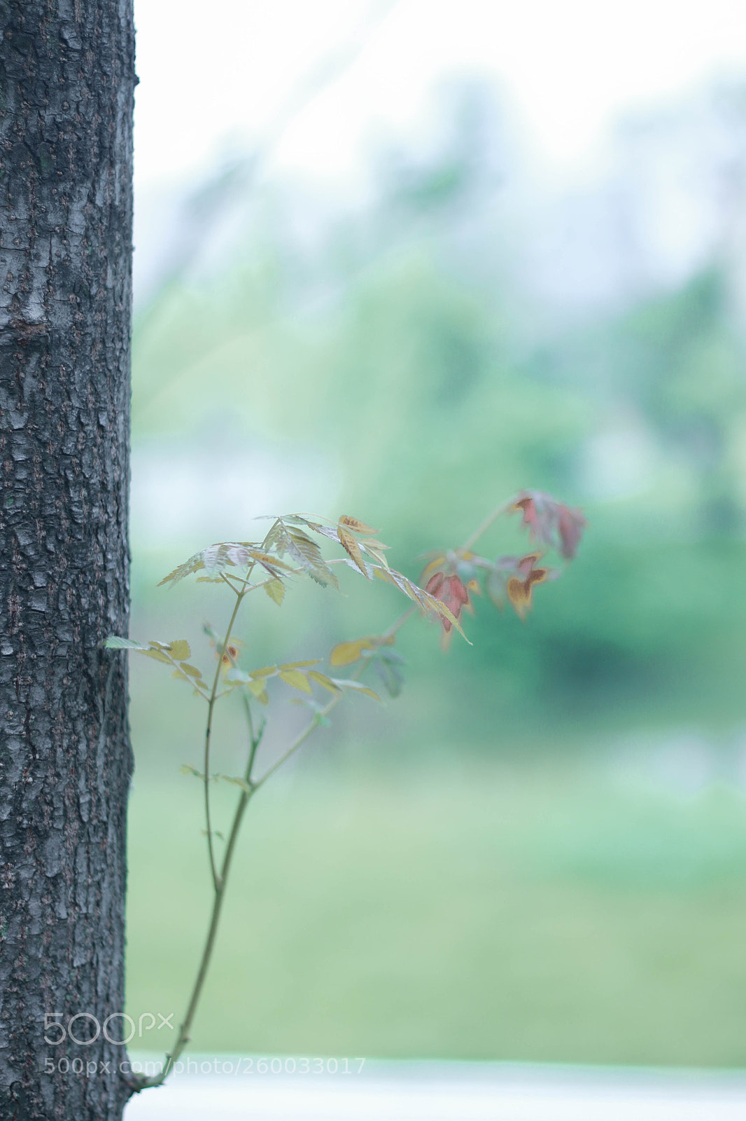 Canon EOS 70D sample photo. Untitled photography
