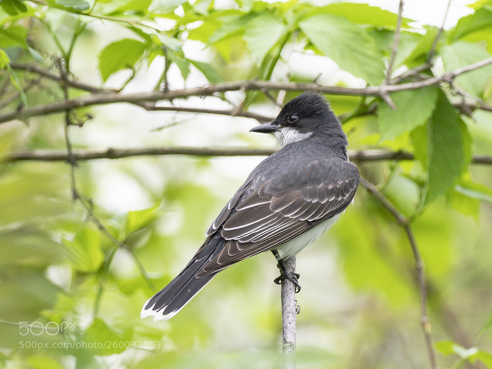 Olympus OM-D E-M1 Mark II sample photo. Eastern kingbird photography