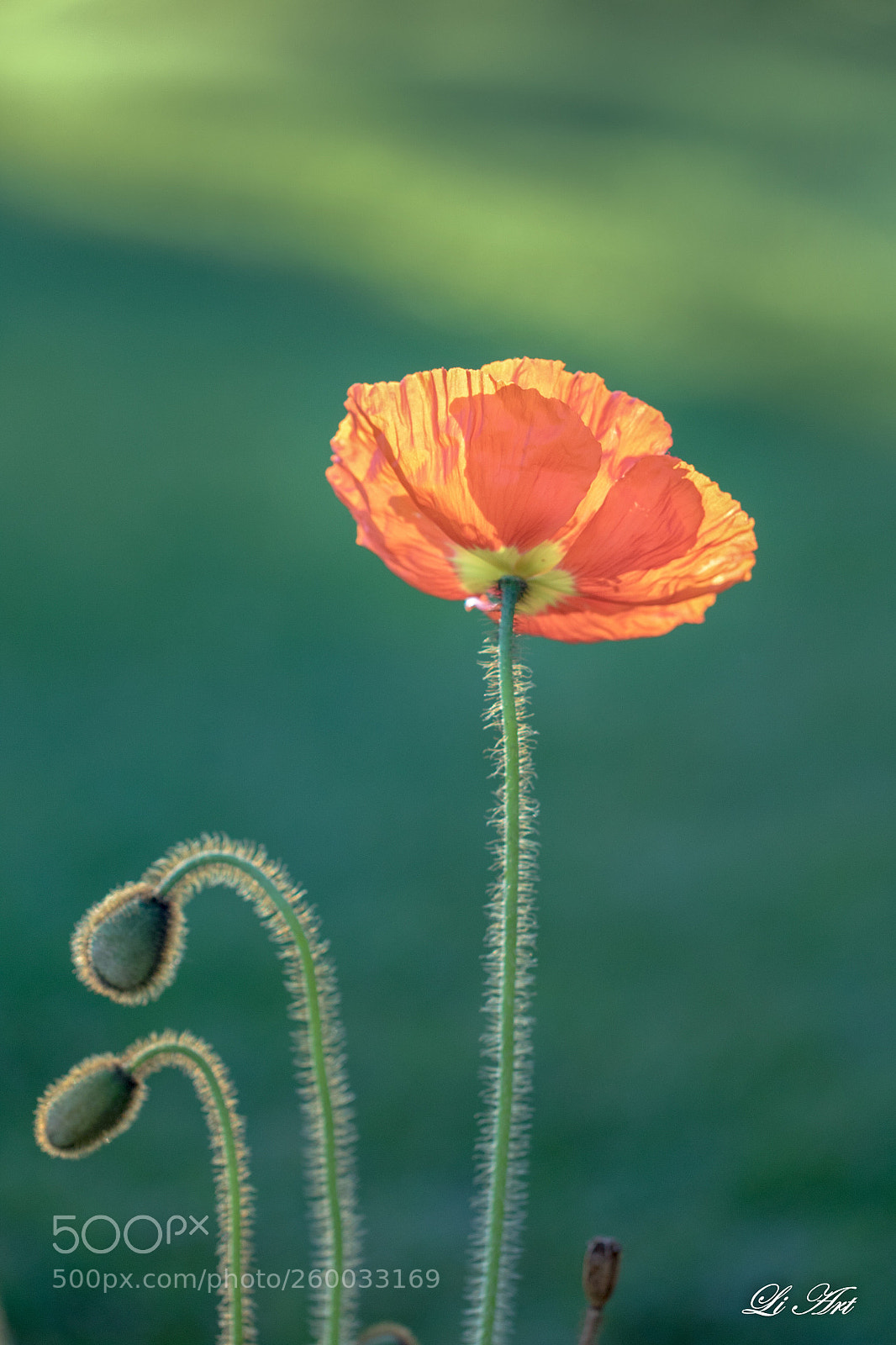 Canon EOS 7D Mark II sample photo. Lovely poppy! photography