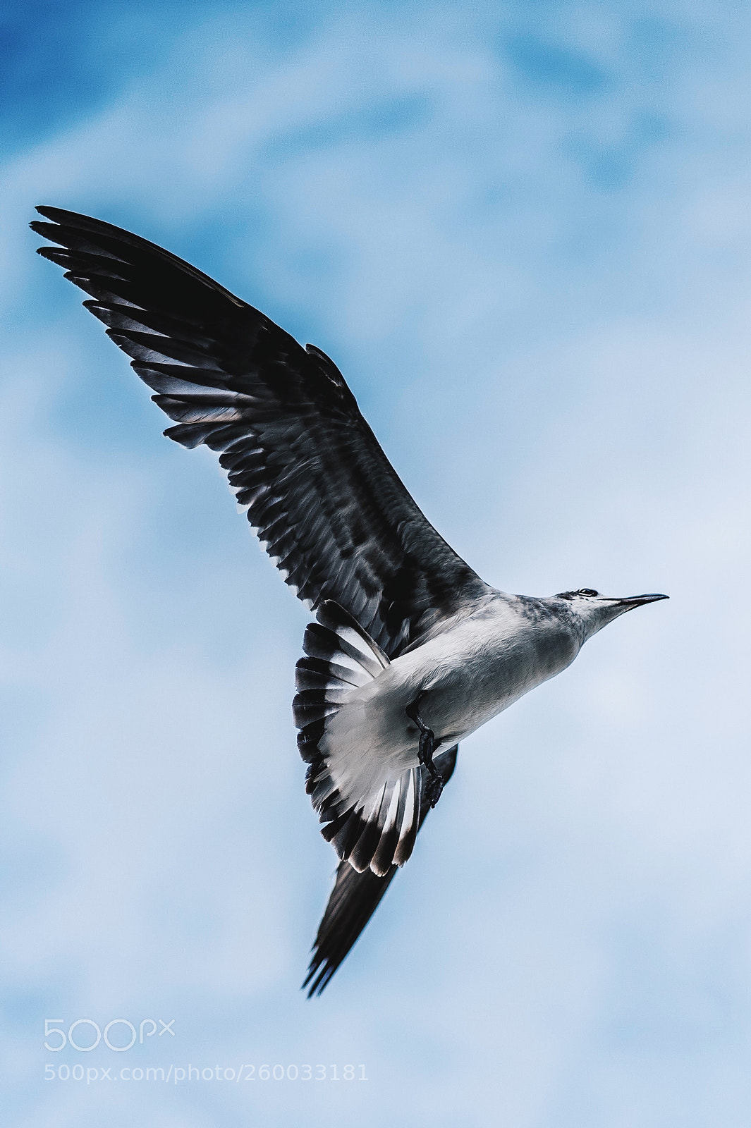 Sony a7 III sample photo. Seagull in flight. photography