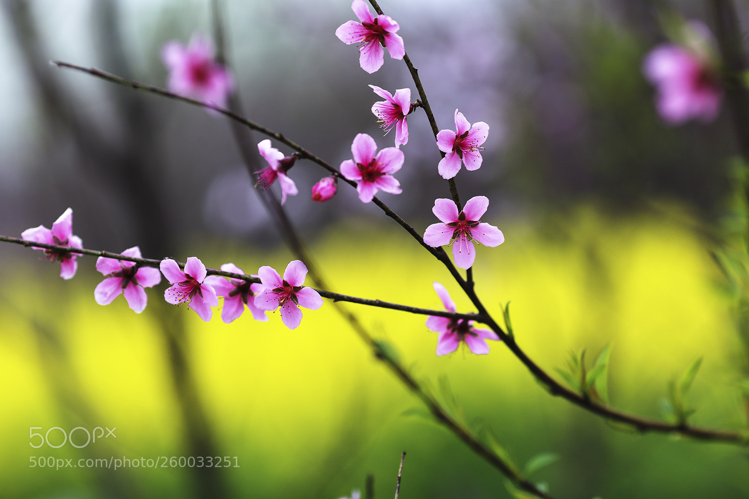 Canon EOS 6D sample photo. 春天的气息 photography
