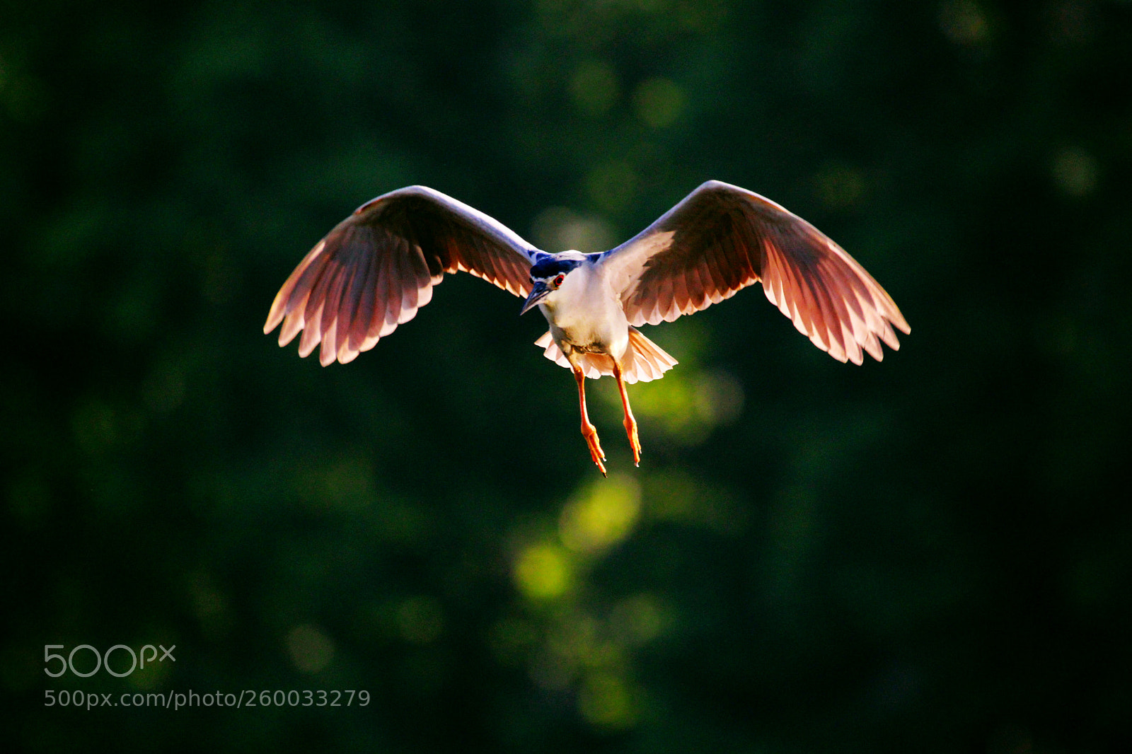Canon EOS 60D sample photo. Flying photography