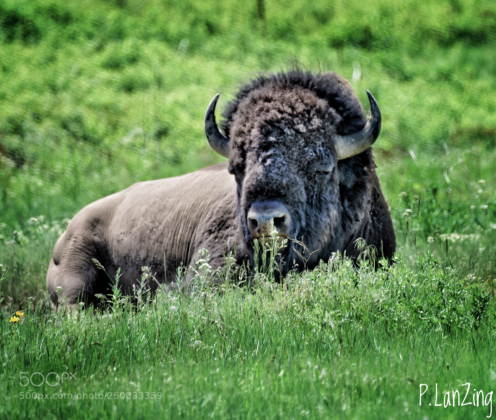 Nikon D810 sample photo. Bison at rest photography
