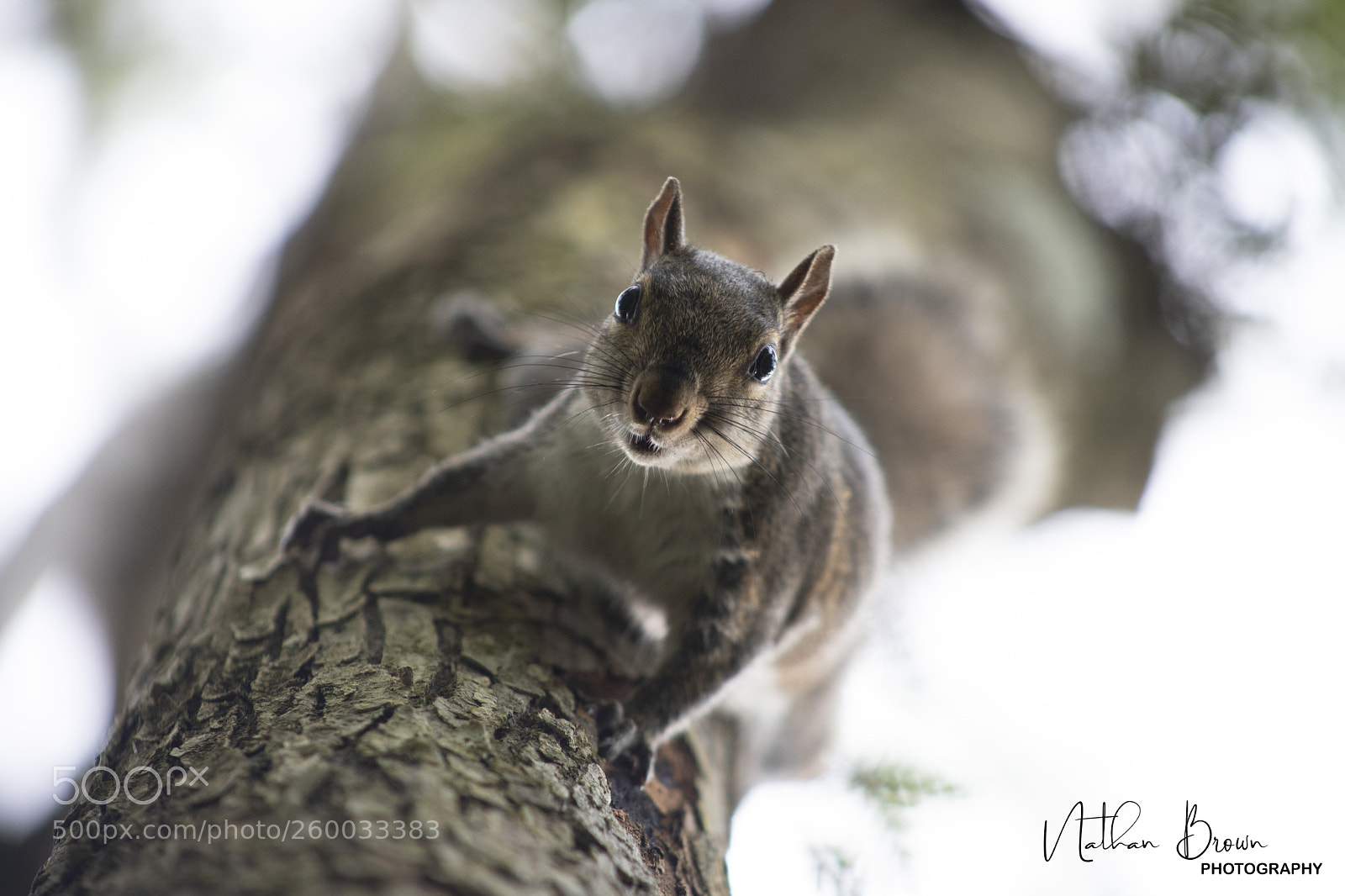 Canon EOS 6D Mark II sample photo. Untitled photography