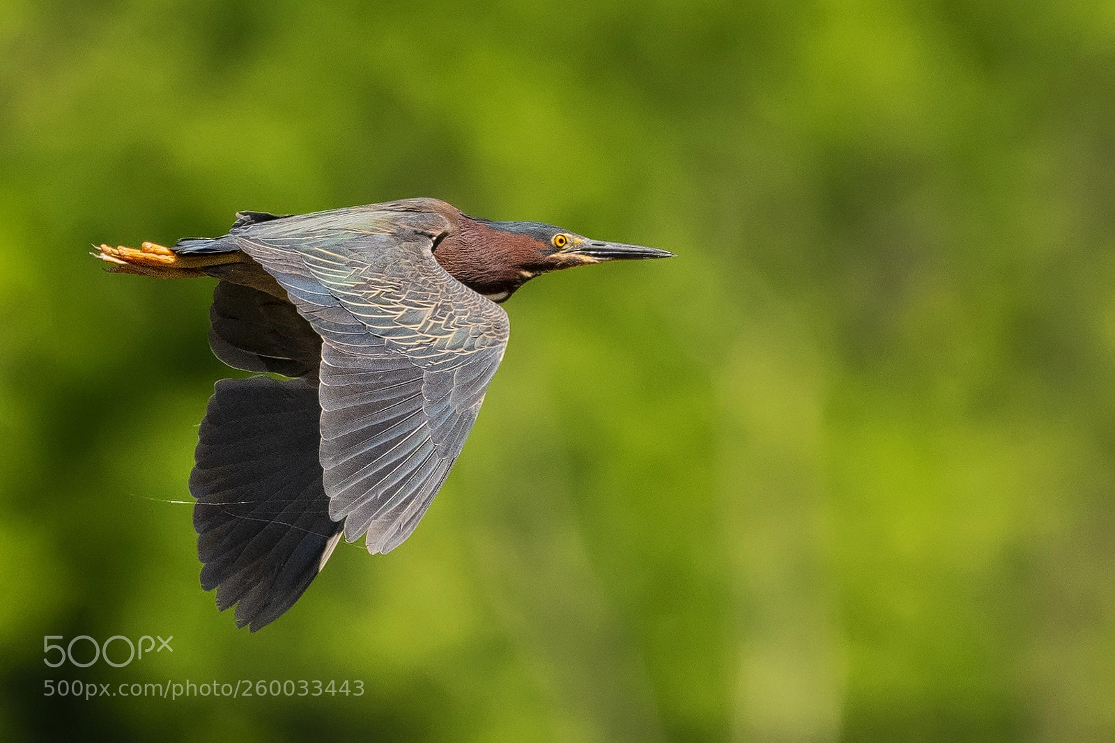 Nikon D850 sample photo. Green heron photography