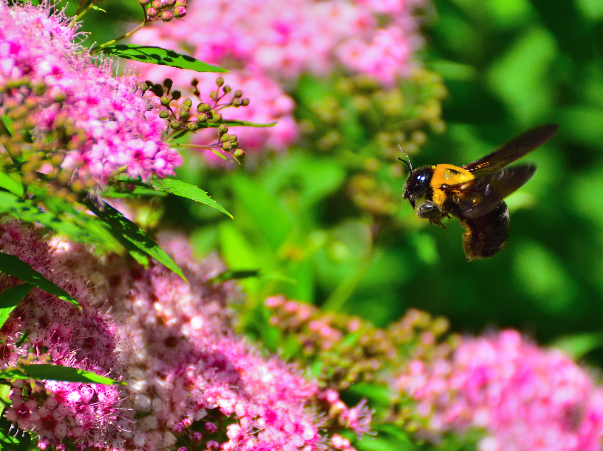 Nikon D750 sample photo. Bee photography