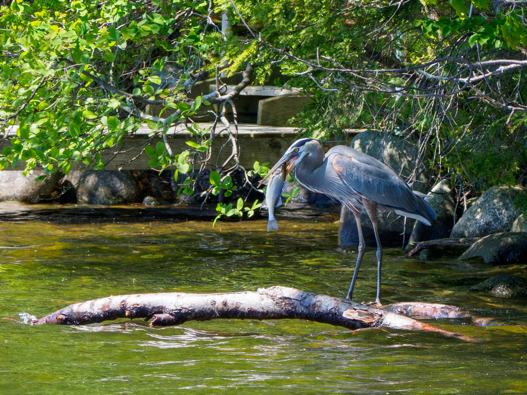 Olympus OM-D E-M10 III sample photo. Great blue heron catches a big meal photography