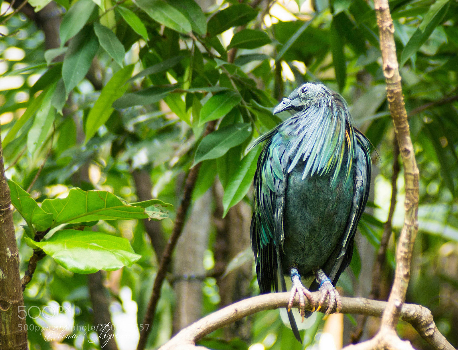 Sony SLT-A55 (SLT-A55V) sample photo. Nicobar pigeon photography