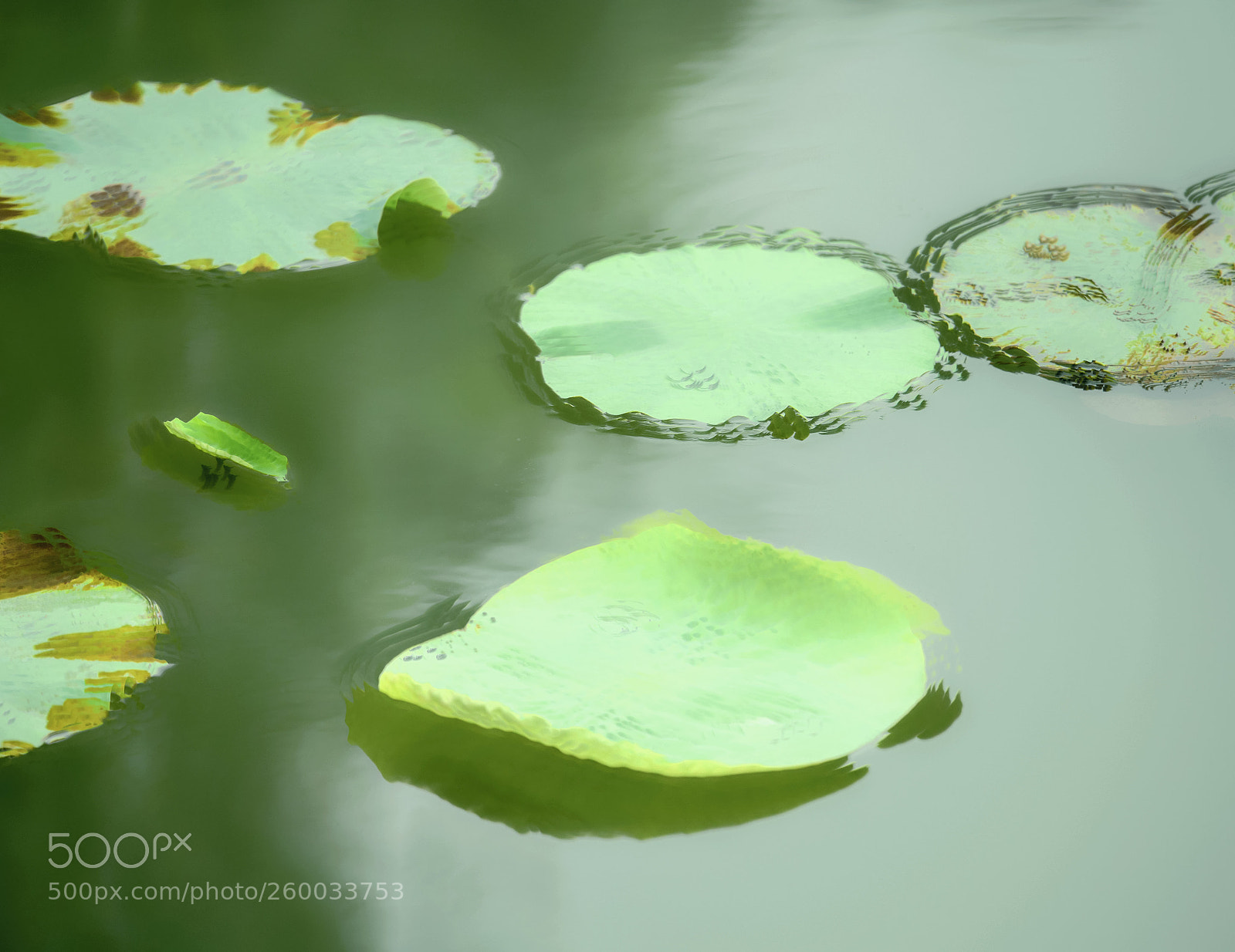 Nikon D850 sample photo. Untitled photography