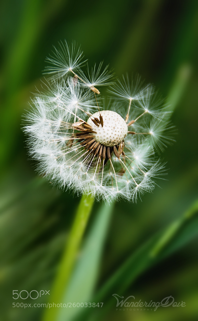 Nikon D3200 sample photo. Clinging on photography