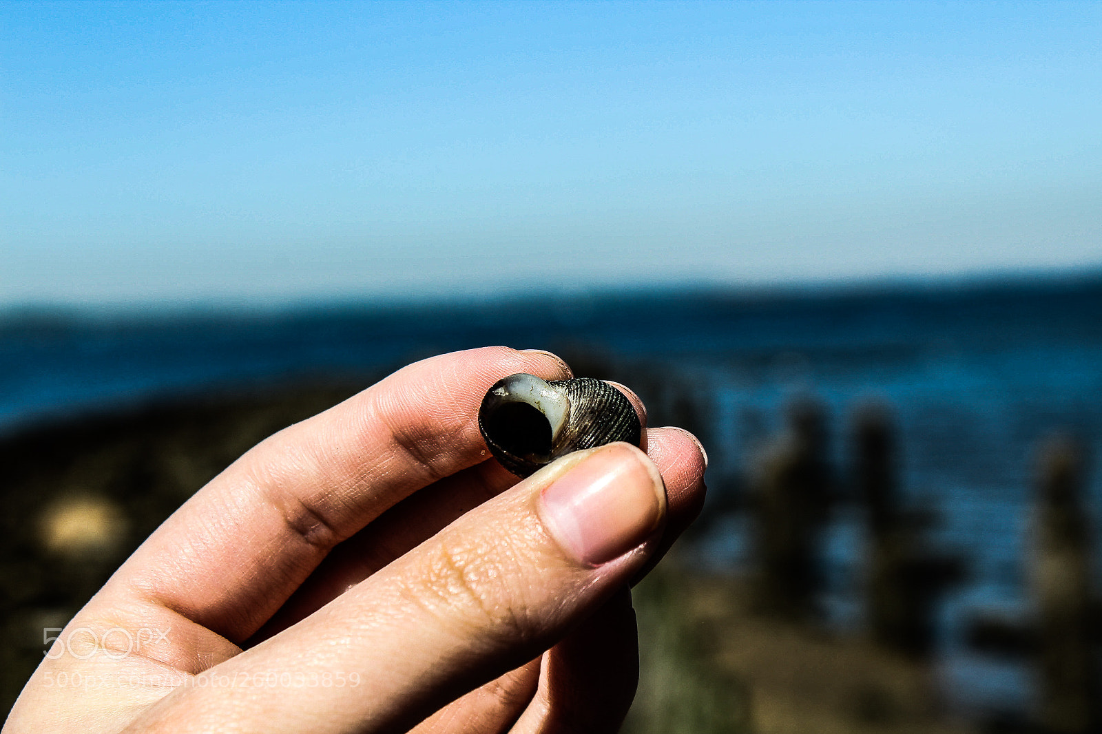 Canon EOS 1300D (EOS Rebel T6 / EOS Kiss X80) sample photo. Little seashell photography
