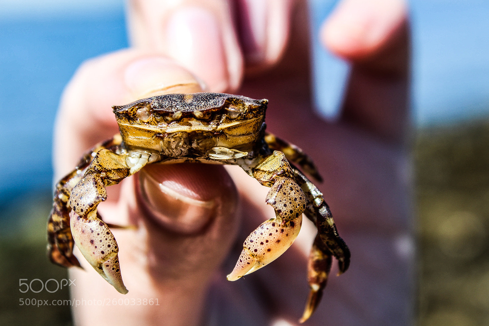 Canon EOS 1300D (EOS Rebel T6 / EOS Kiss X80) sample photo. Brachyura (crab) photography