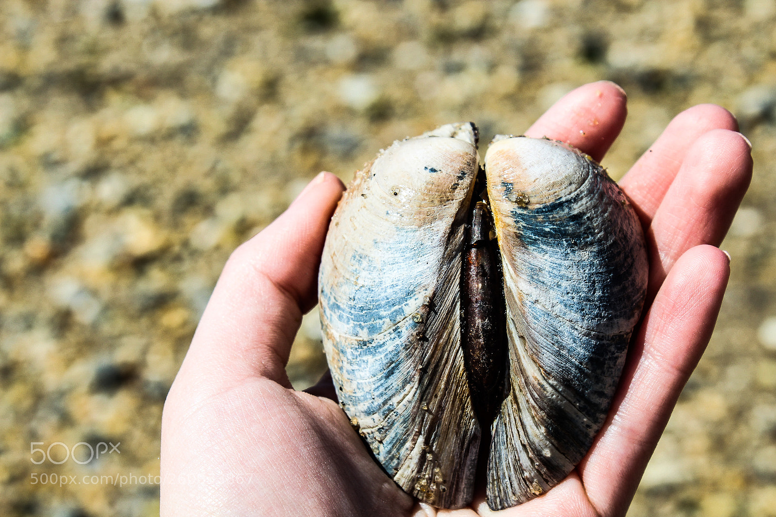 Canon EOS 1300D (EOS Rebel T6 / EOS Kiss X80) sample photo. Seashell wings photography
