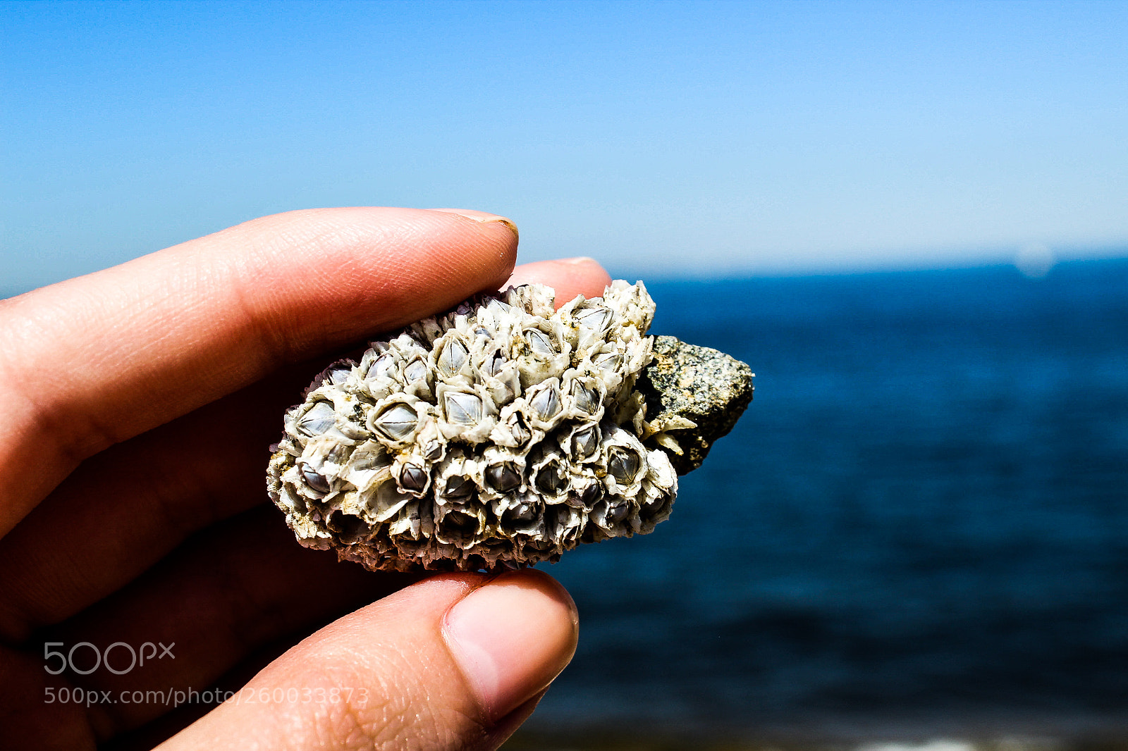 Canon EOS 1300D (EOS Rebel T6 / EOS Kiss X80) sample photo. Barnacles photography