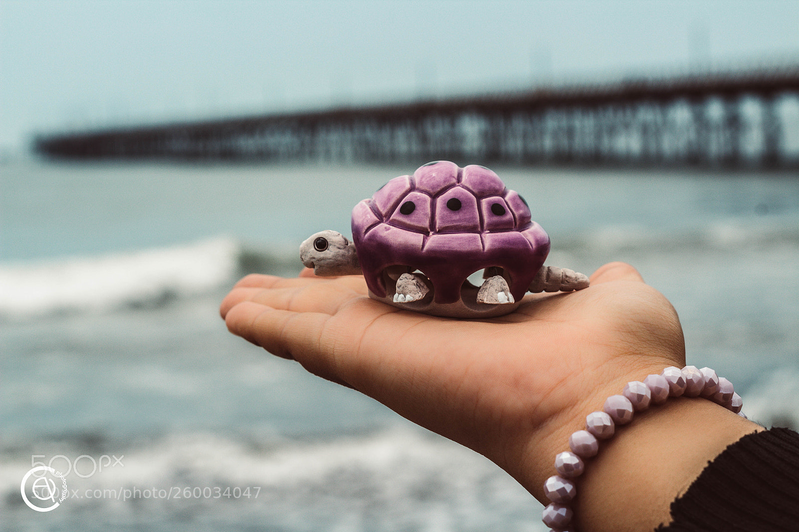 Canon EOS 1300D (EOS Rebel T6 / EOS Kiss X80) sample photo. Purple turtle photography