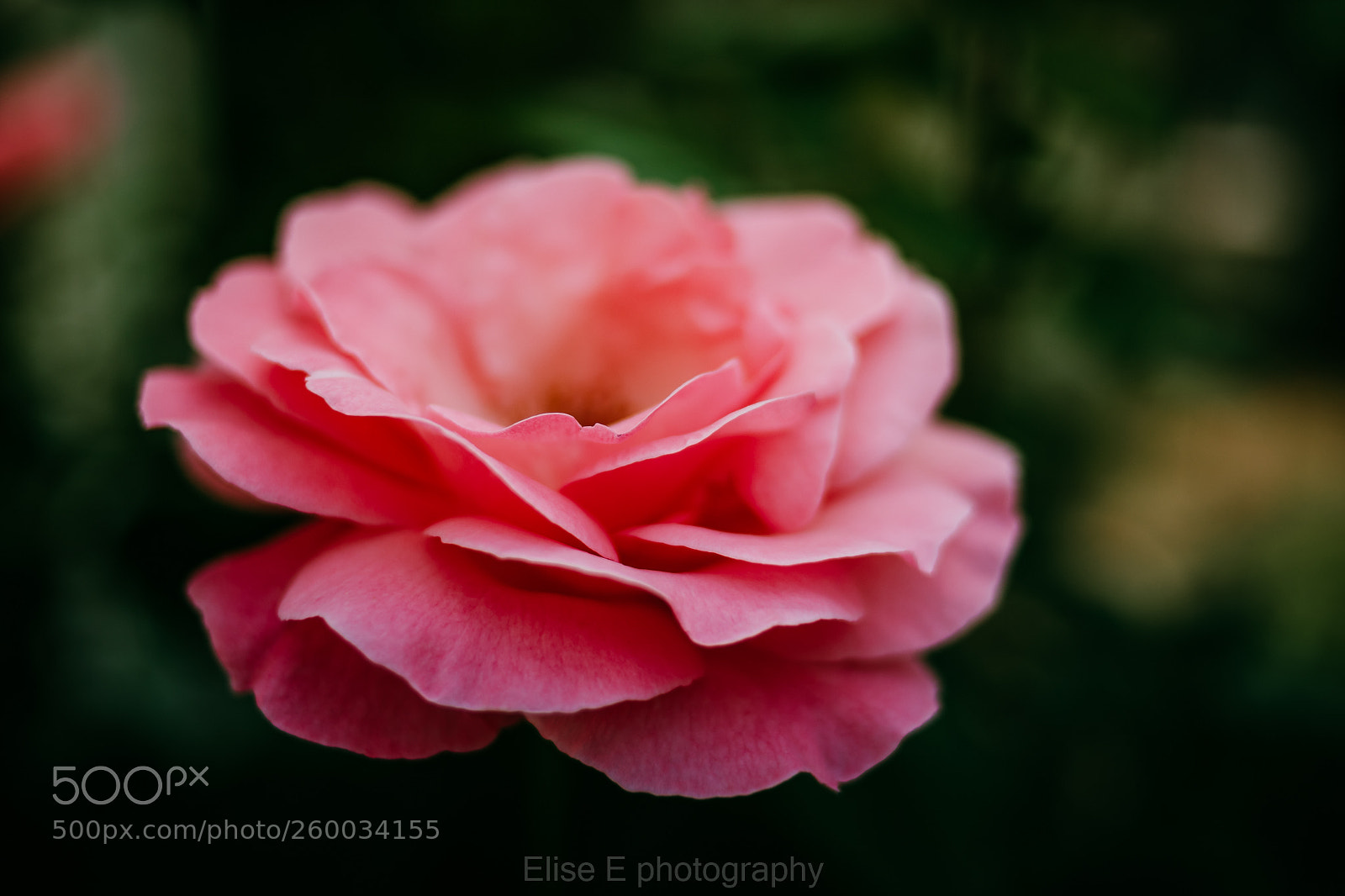 Canon EOS 6D Mark II sample photo. Untitled photography