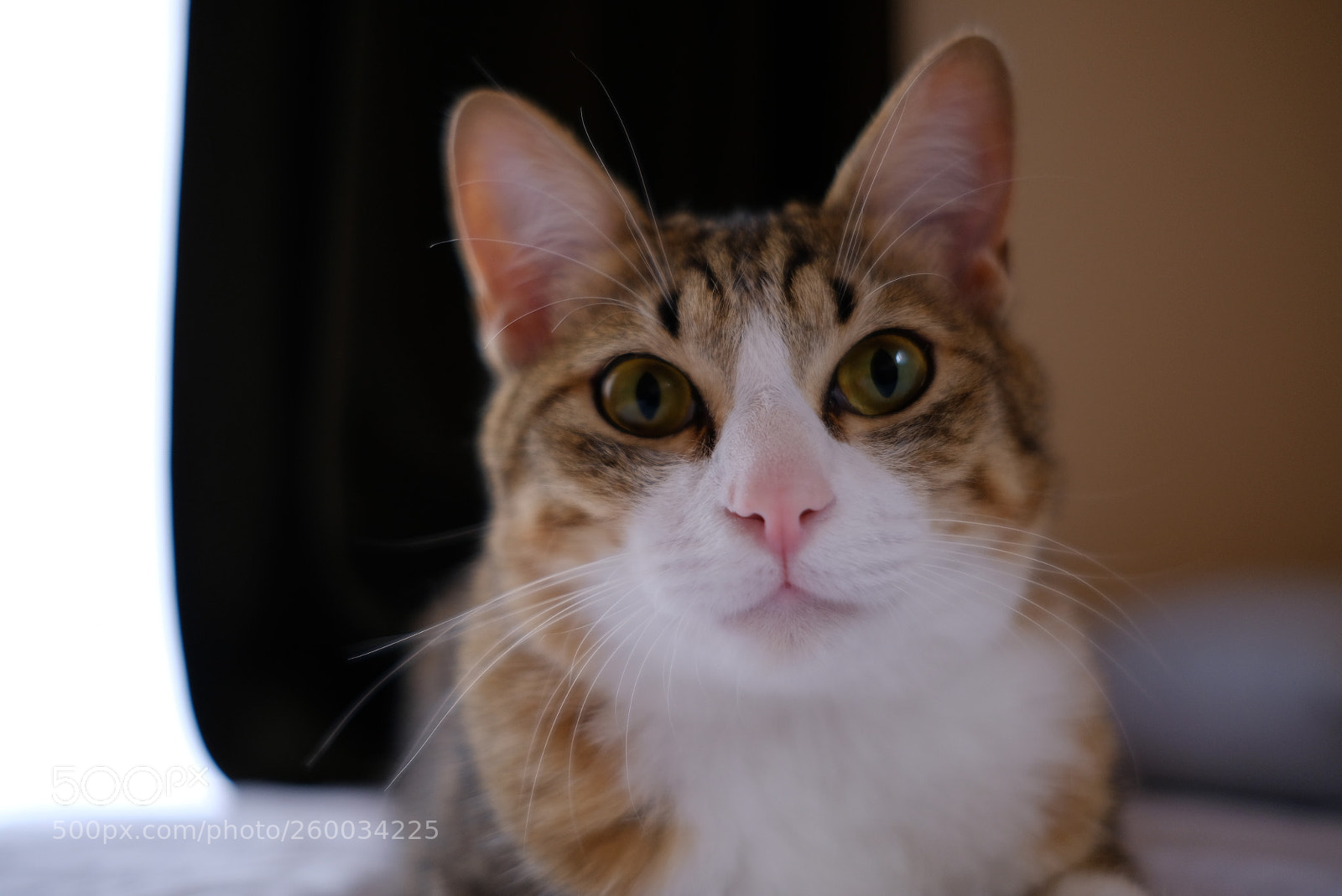 Fujifilm X-T2 sample photo. Dscf photography