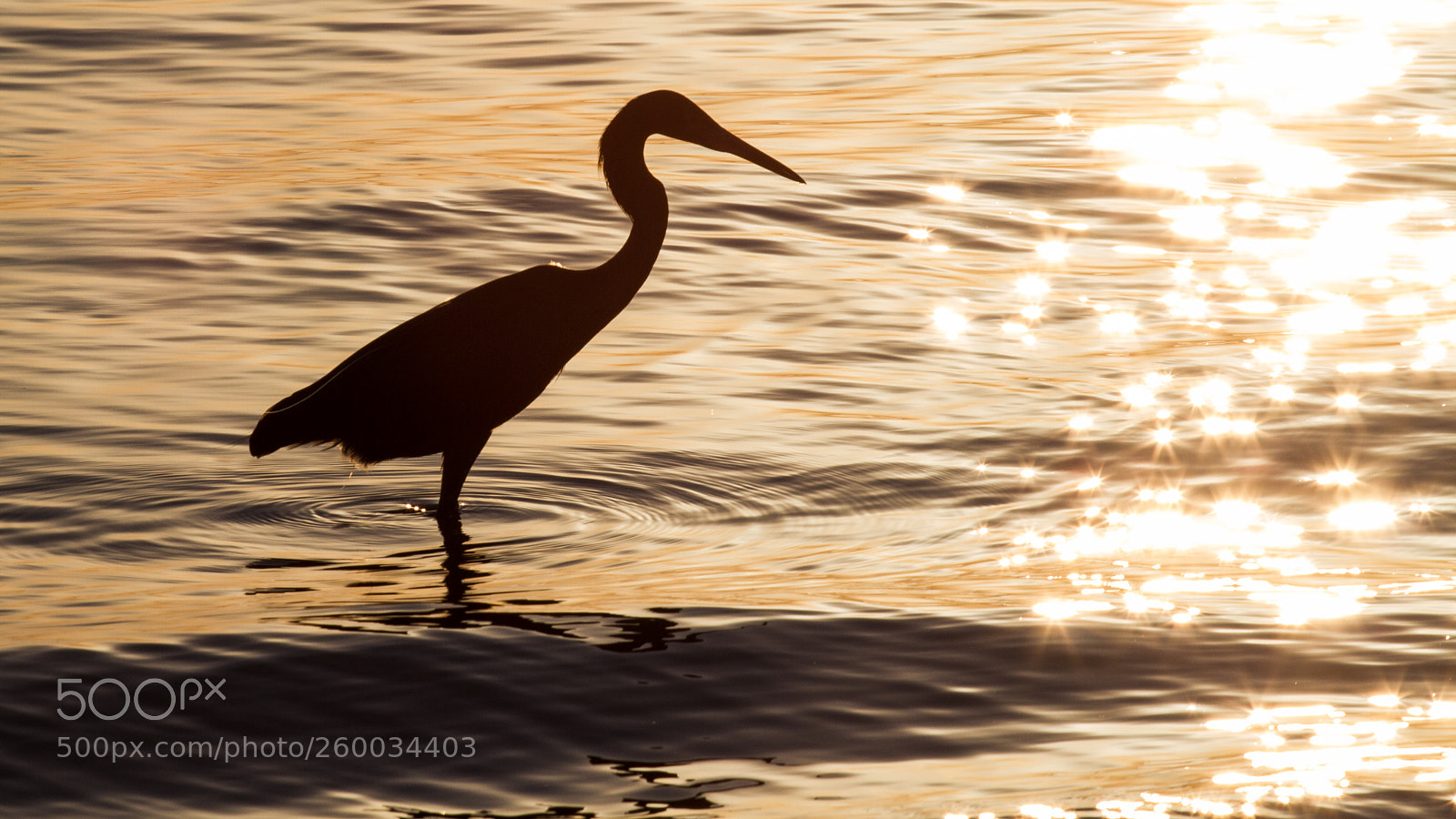 Canon EOS 7D sample photo. Heron sunset photography