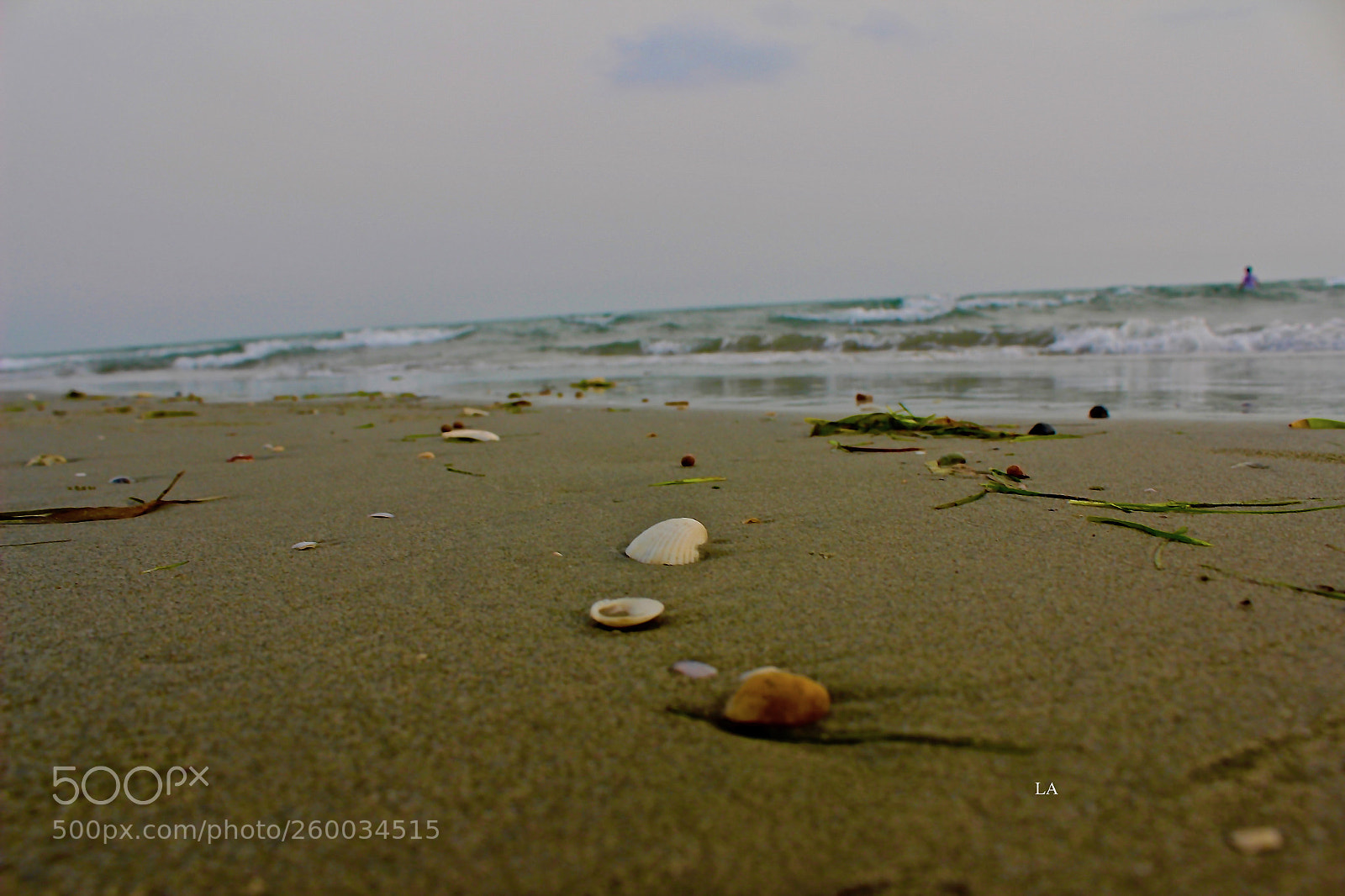 Canon EOS 600D (Rebel EOS T3i / EOS Kiss X5) sample photo. Seashells.. photography