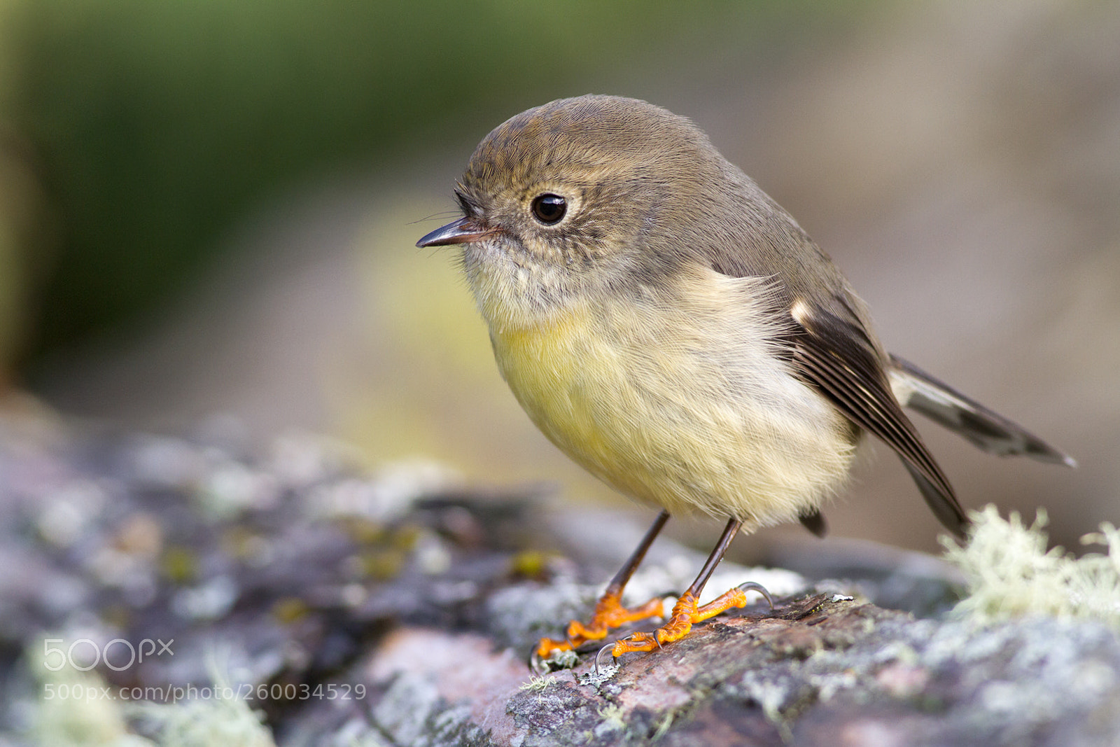 Canon EOS 7D sample photo. Tomtit on stump (2) photography