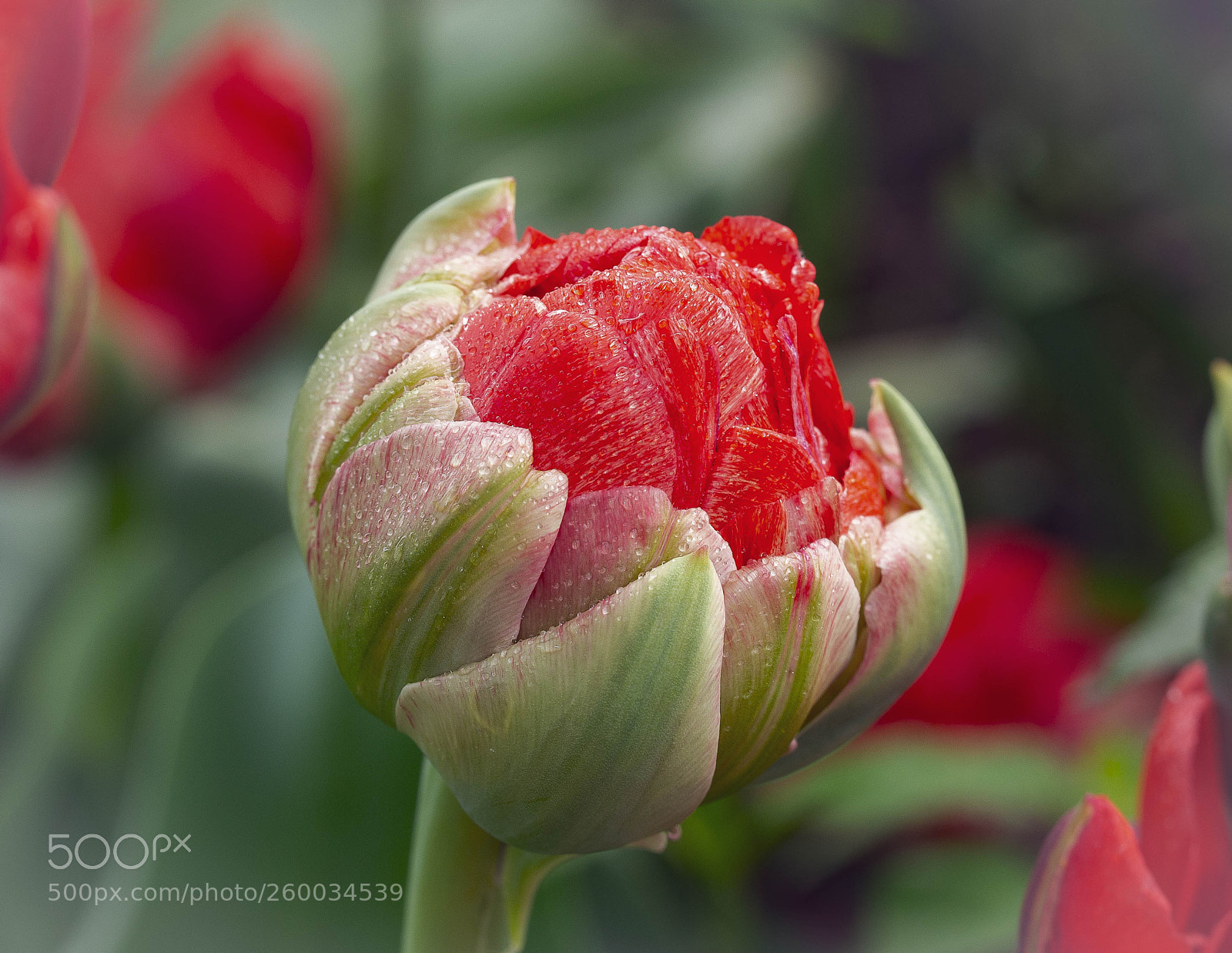 Canon EOS 6D sample photo. Red jewel photography