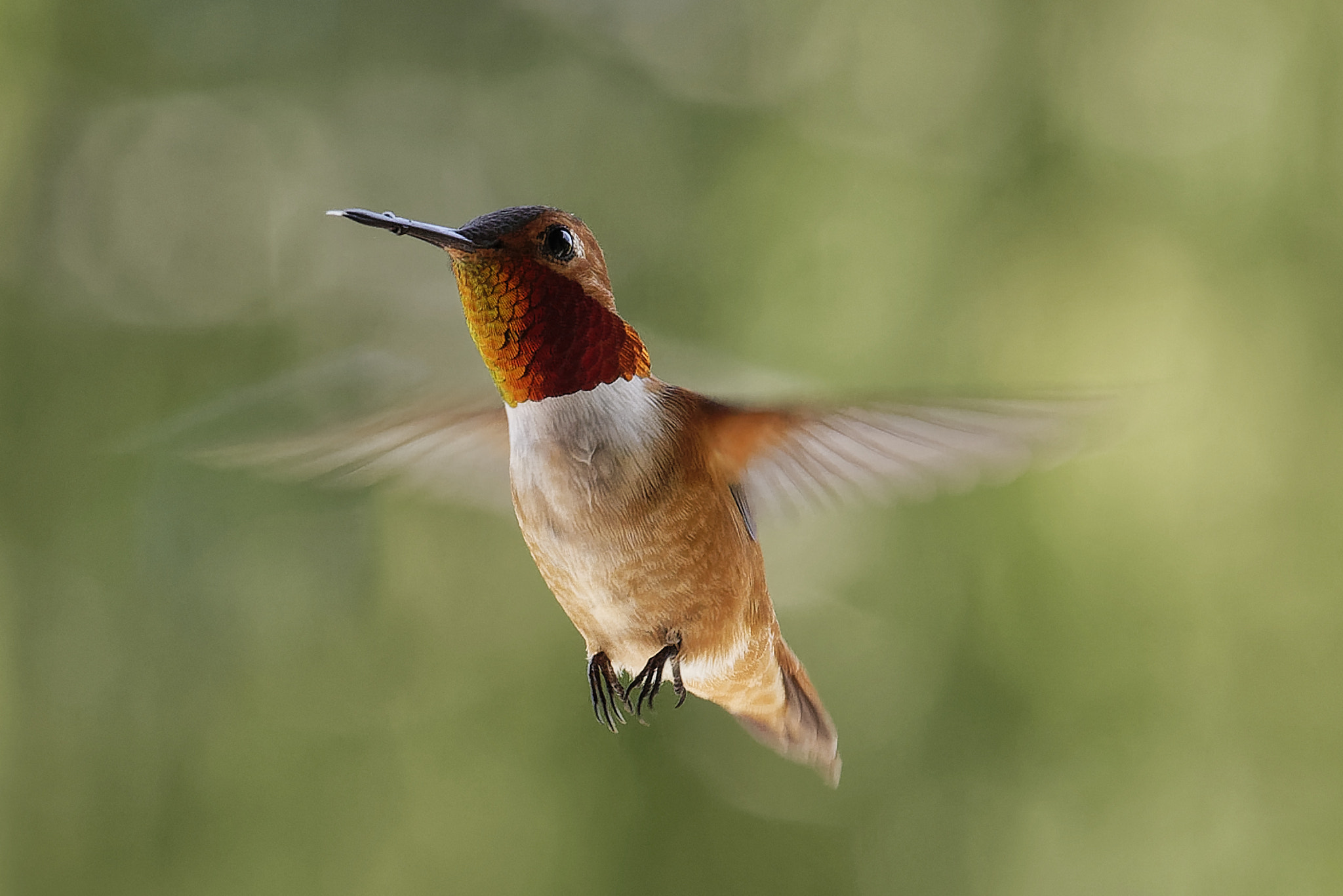 Nikon D750 sample photo. Rufous hummingbird photography