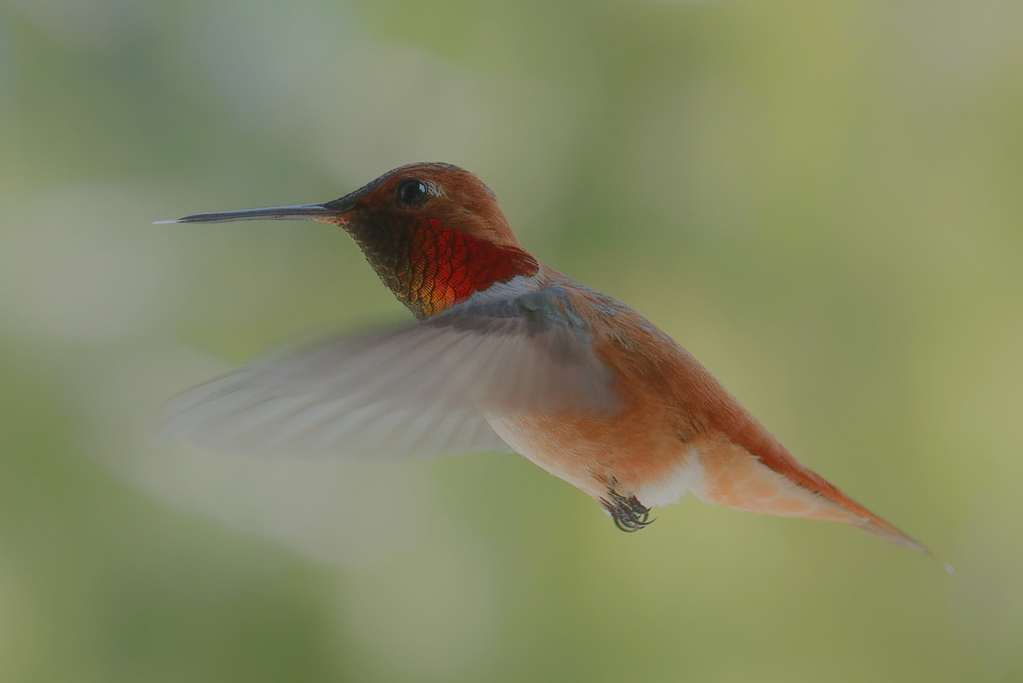 Nikon D750 + Nikon AF-Nikkor 80-200mm F2.8D ED sample photo. Rufous hummingbird photography