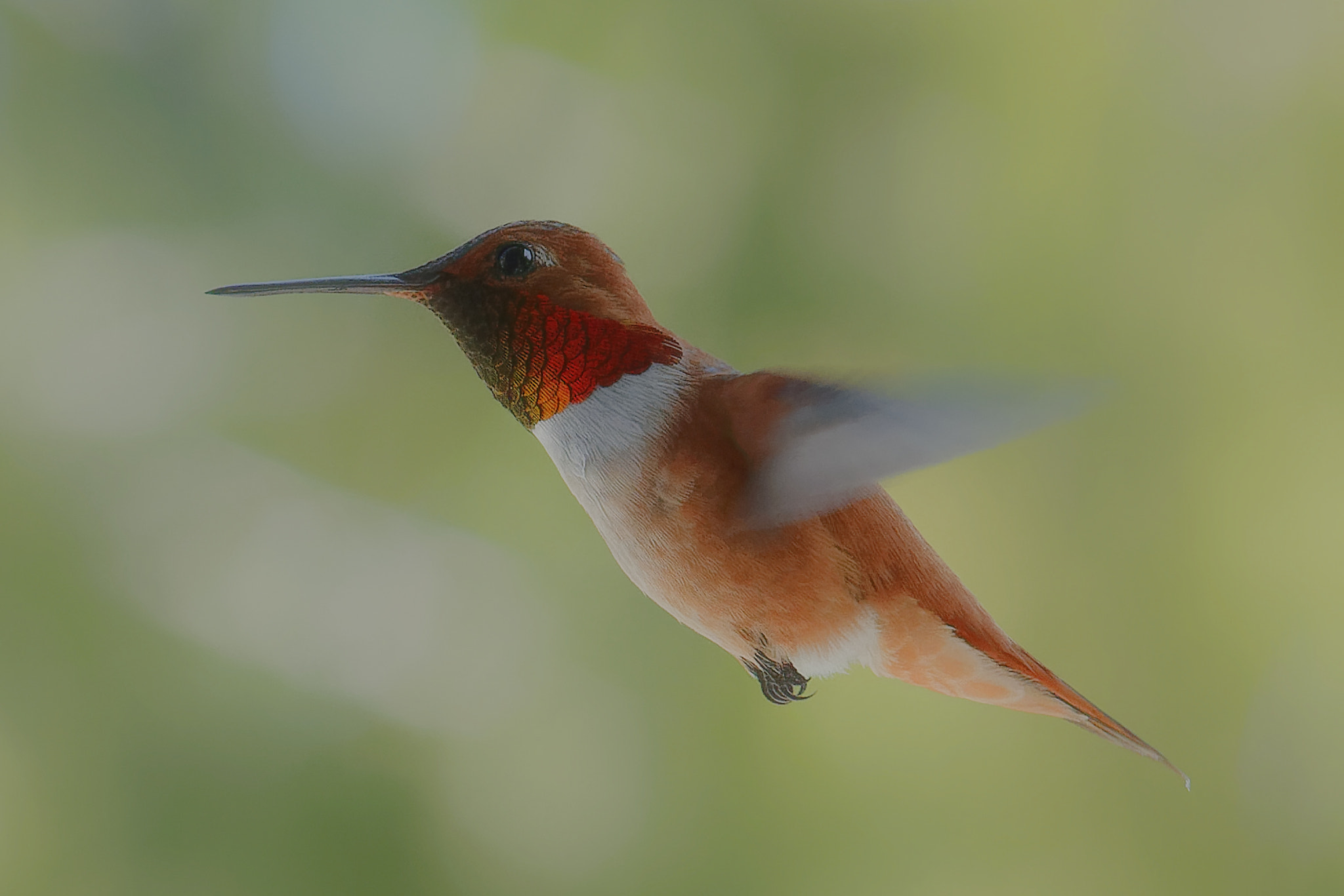 Nikon AF-Nikkor 80-200mm F2.8D ED sample photo. Rufous hummingbird photography