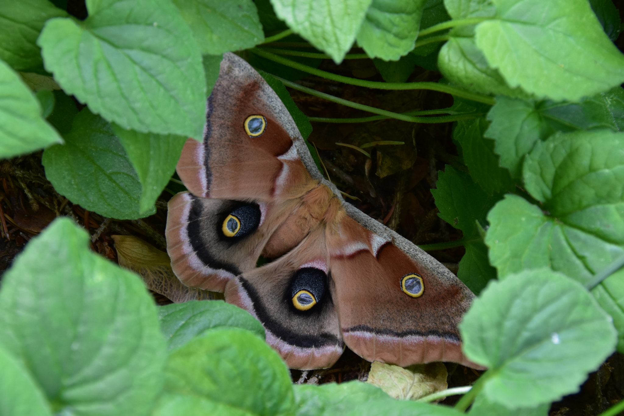 Nikon D7200 sample photo. “antheraea polyphemus-polyphemus moth” photography