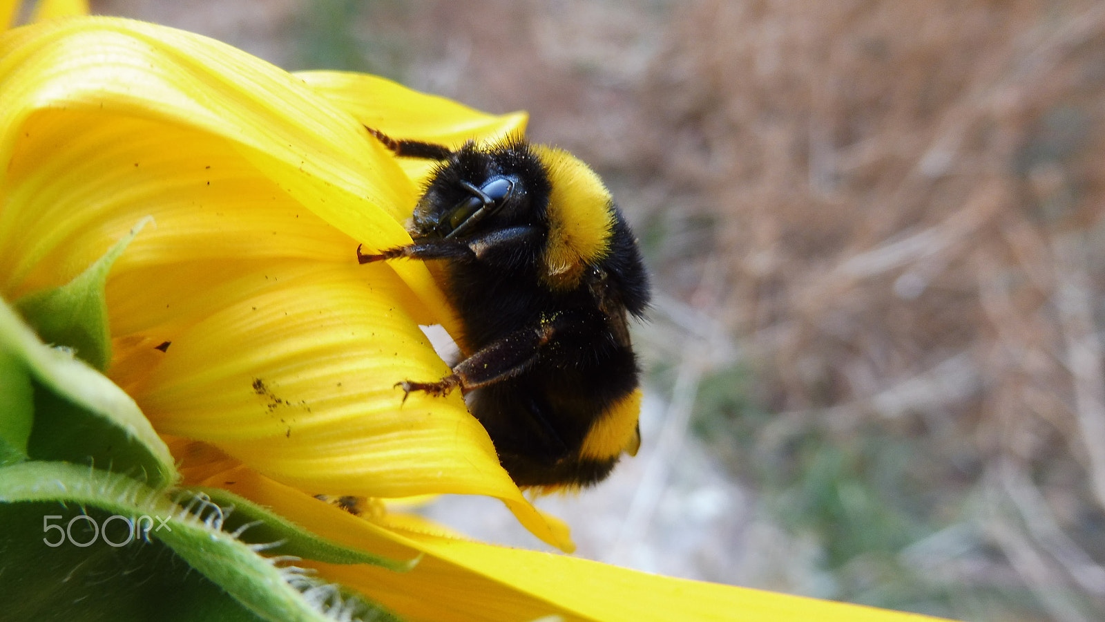 Panasonic Lumix DMC-ZS45 (Lumix DMC-TZ57) sample photo. Honey bee photography