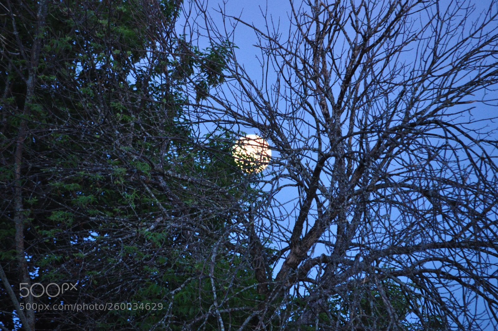 Nikon D5000 sample photo. Moon setting photography