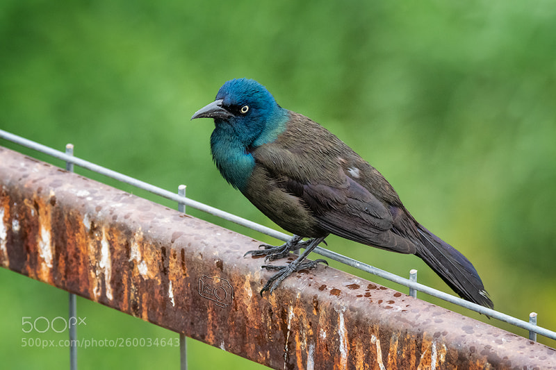 Nikon D500 sample photo. Common grackle photography