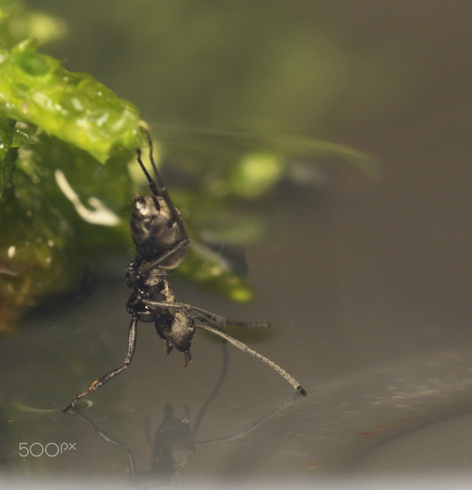 Canon EF 100mm F2.8L Macro IS USM sample photo. Ant gazing at her own reflection in the water. photography