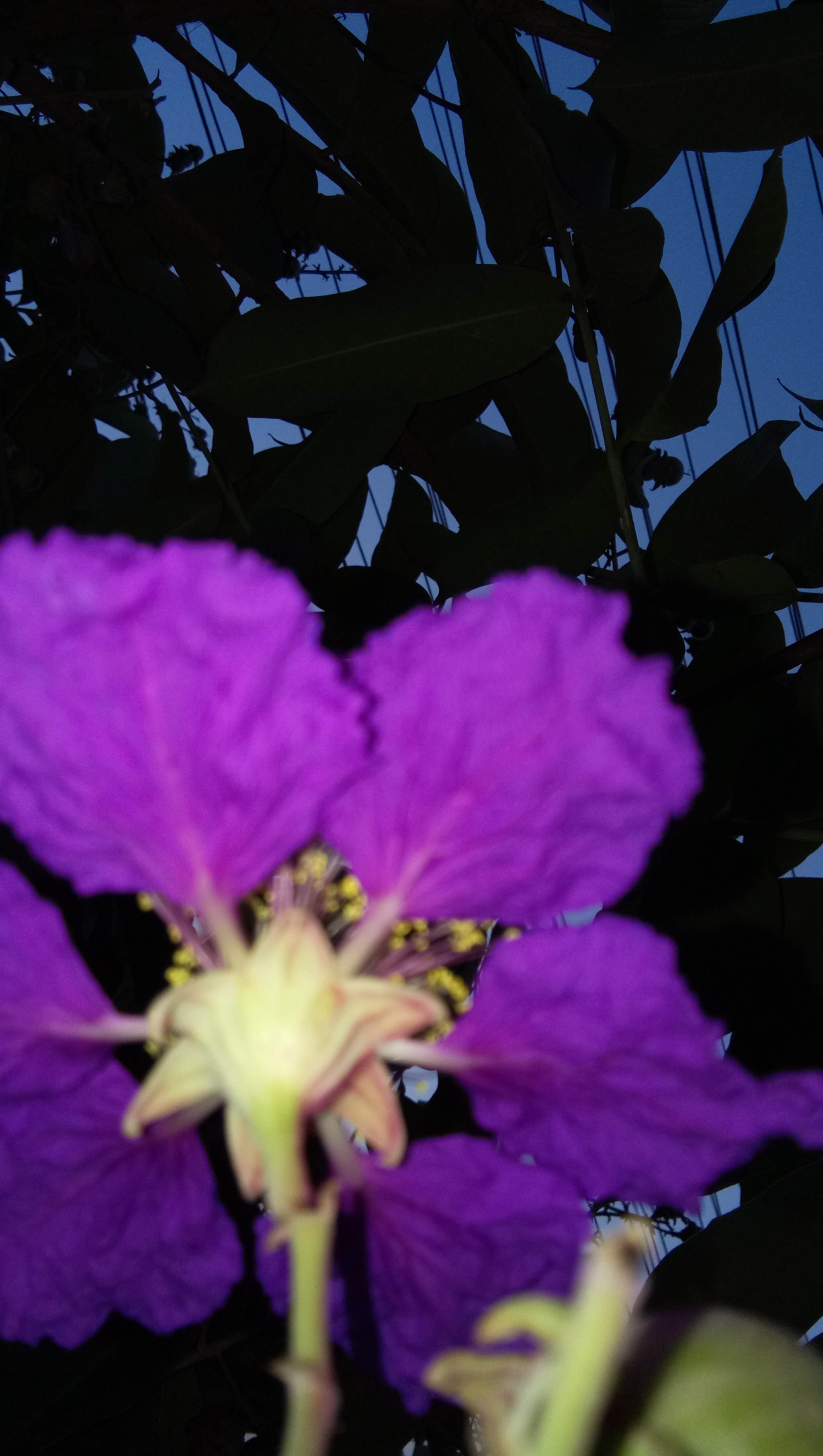 vivo 1714 sample photo