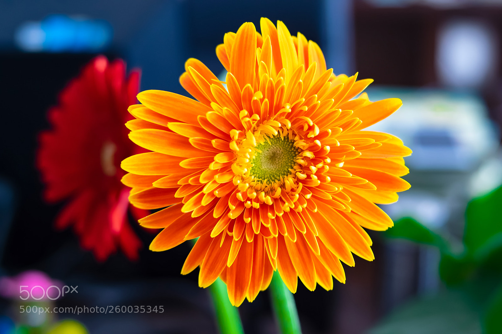 Nikon D5300 sample photo. Bloom photography
