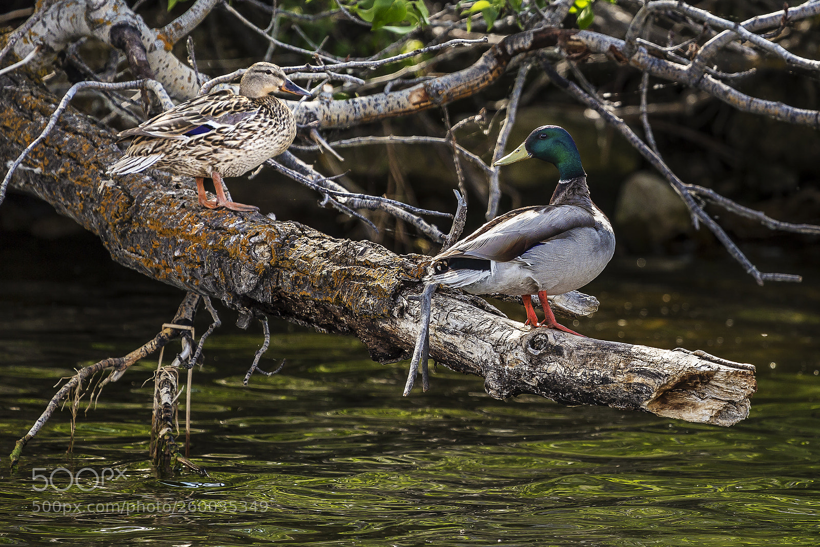 Canon EOS 6D sample photo. Happy couple (mallards) photography