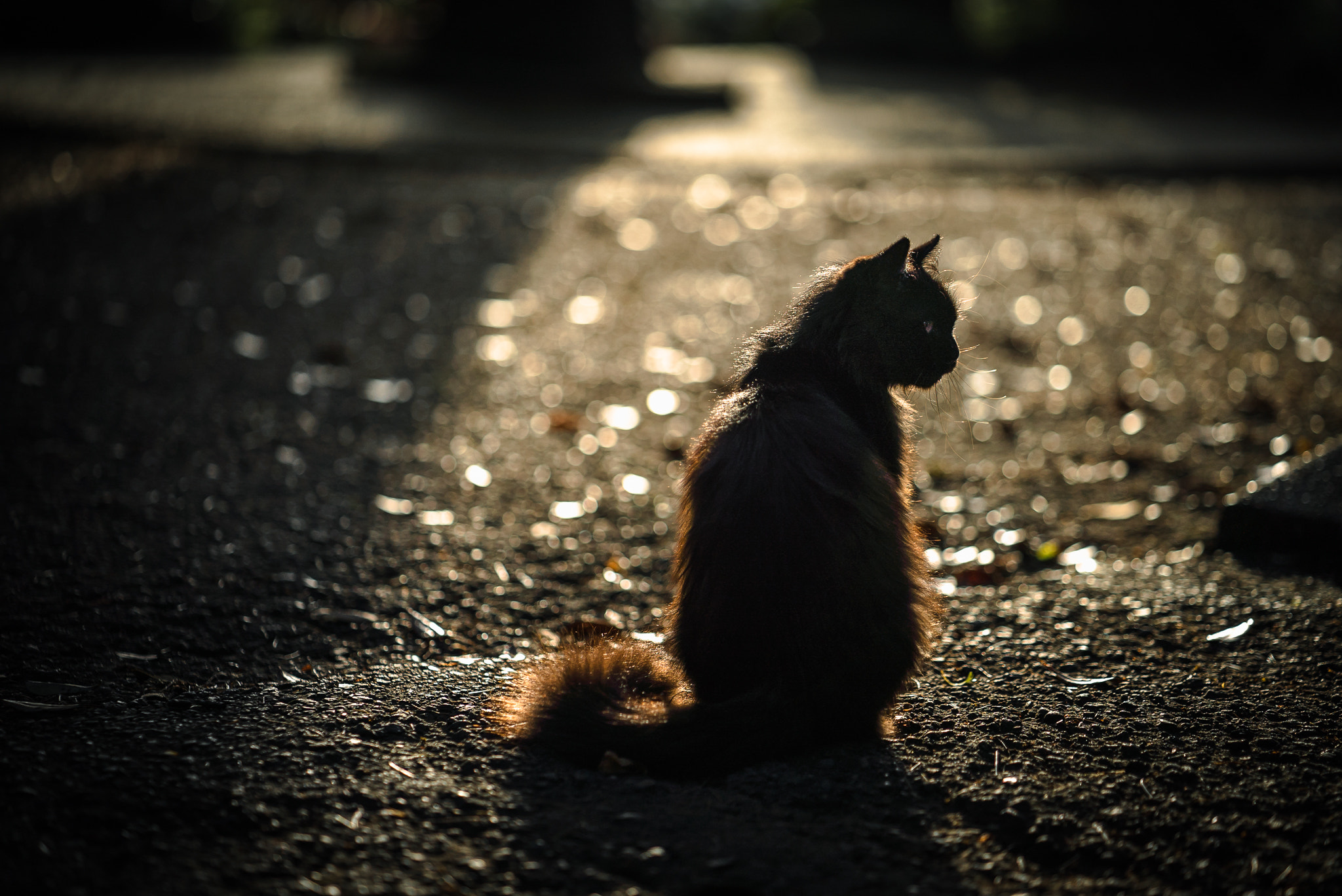 Sony a7S II sample photo. Profile photography