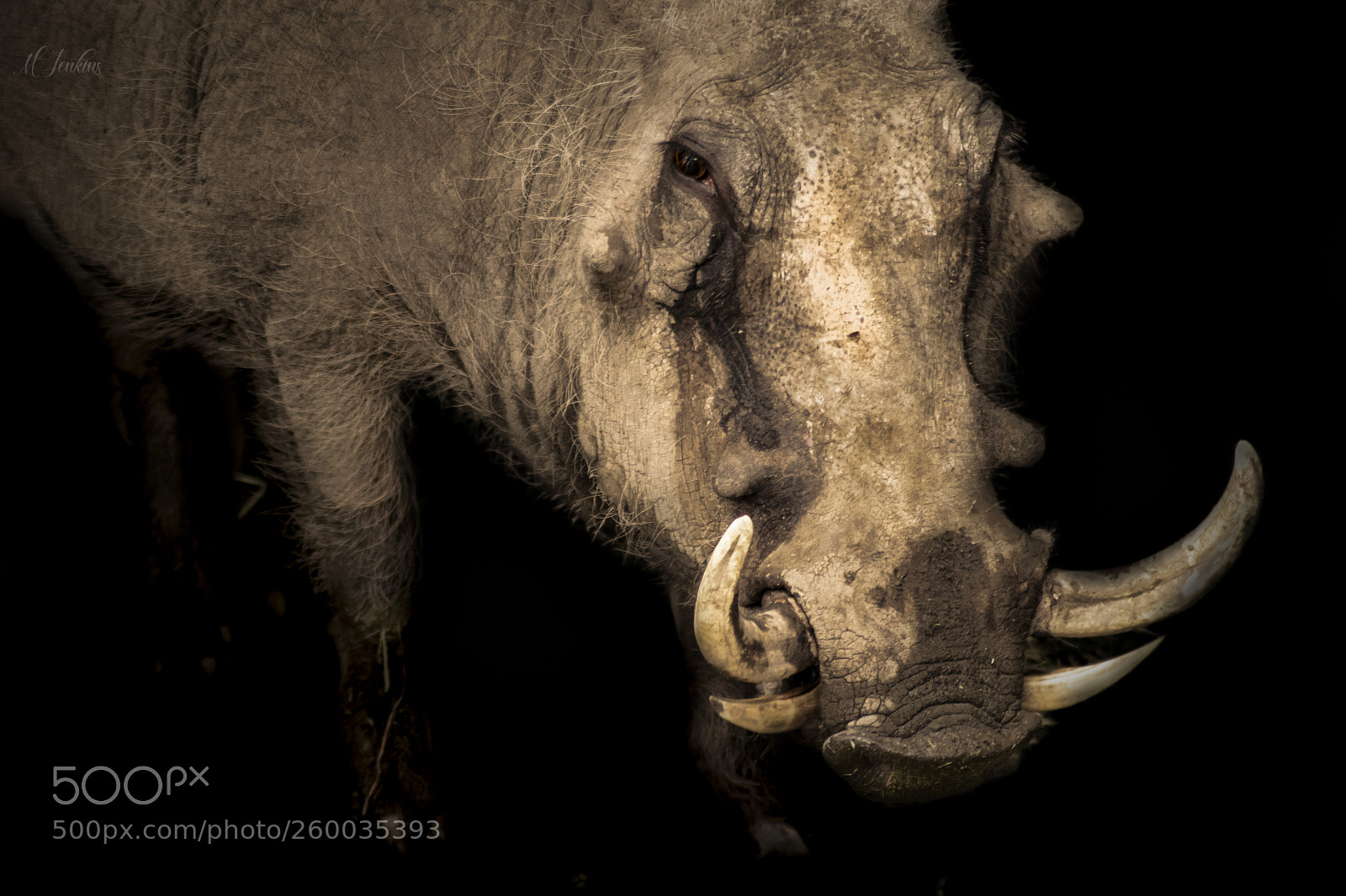 Nikon D3300 sample photo. Common warthog photography