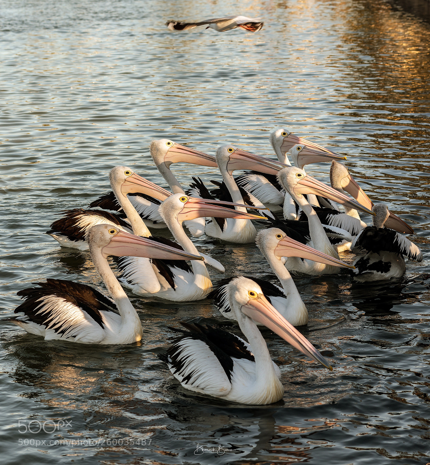 Nikon D810 sample photo. Pelican gang photography