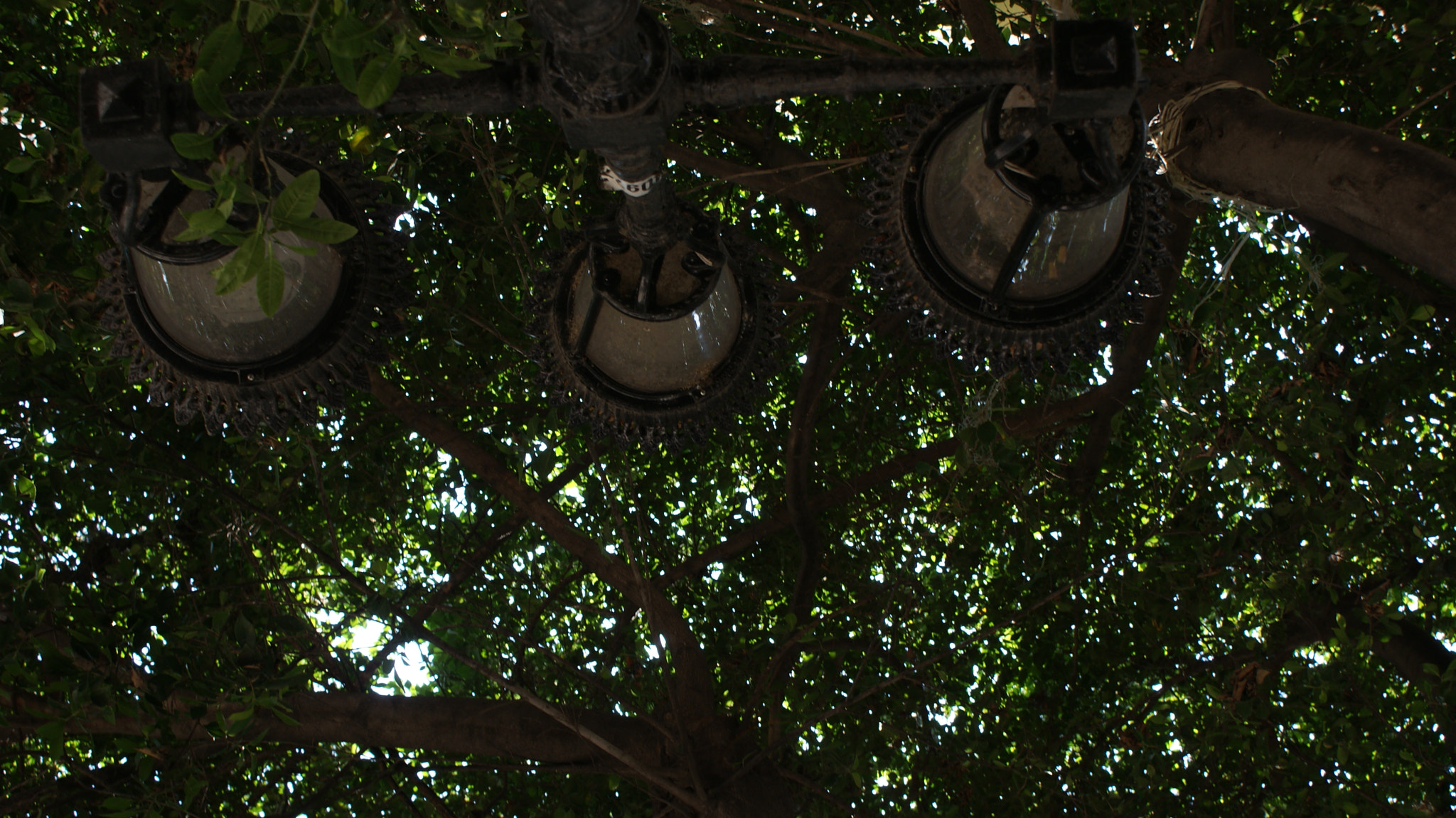Sony Alpha DSLR-A200 sample photo. Dark natural photography