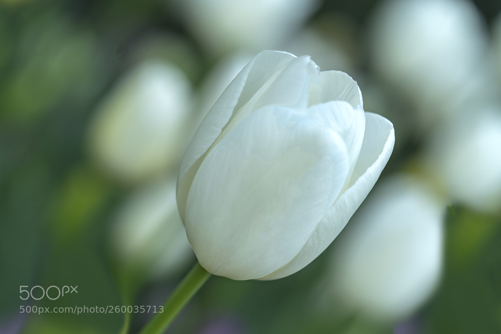 Sony a7R III sample photo. Dsc photography