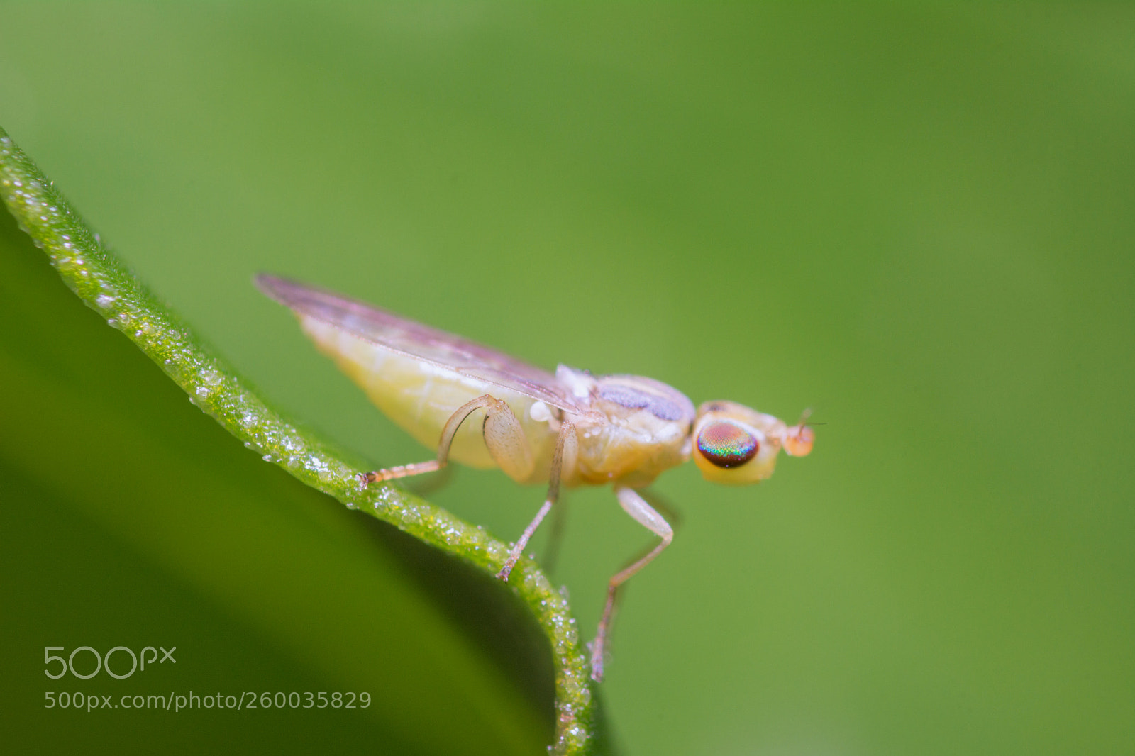 Nikon D7100 sample photo. Small fly on leaf photography