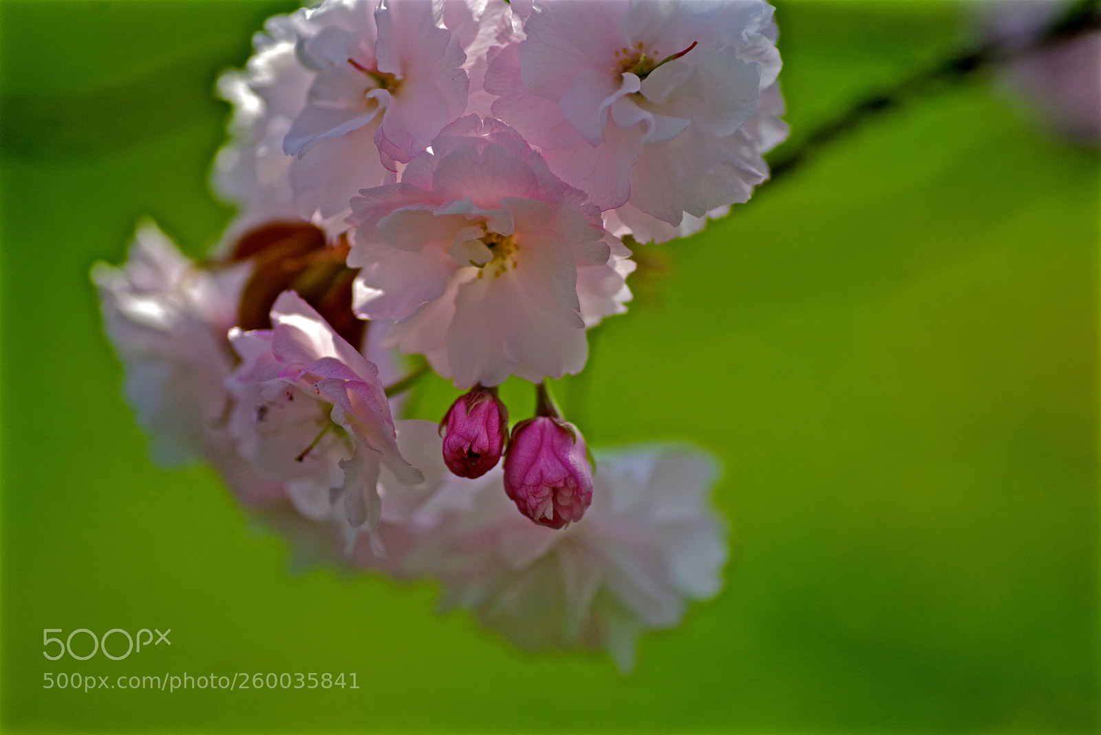 Pentax K-1 sample photo. Double flowered cherry photography