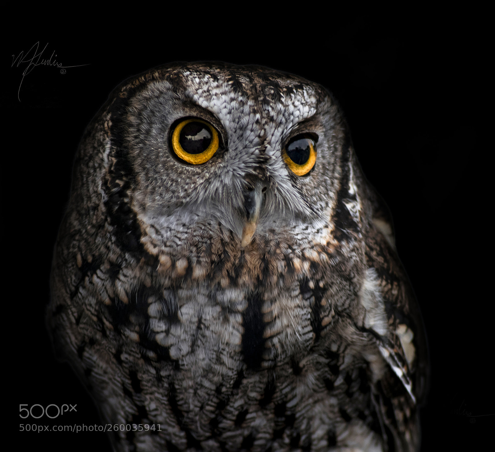 Nikon D3300 sample photo. Owl stare photography